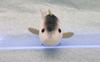 Take Off Pish - Small and Colorful Fish Plush Toy - Press the Belly To Make a Beep Sound - Tuna