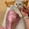 Cat Mermaid Tail Sequin Mermaid Tail Clothes For Halloween Cat Fishtail Dress-Up Comfortable & Soft Dog Outfit Funny Pet