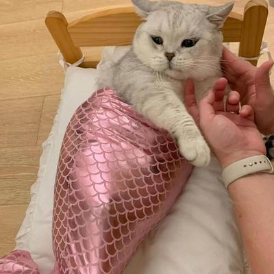 Kedi – Kediler için giyim