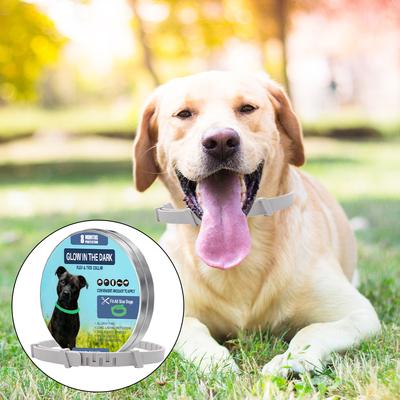 Perros – Collares y correas