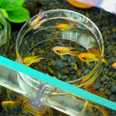 Ryby a mořští živočichové – Údržba akvária