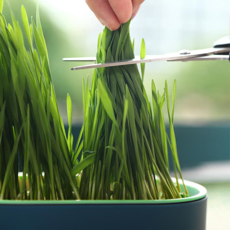Cat Grass Potted Seed Seedling Tray Lazy Planting Soilless Hydroponic Cat Grass Cat Hair Grass Wheat Seed Snacks