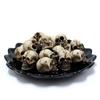Mini Skulls Decor Skeleton Head 20 Pieces Small Mini Skulls Flowerpot Decoration Realistic Skeleton Skulls Crafts Decoration