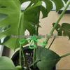 Plant Support Clips: Anti-Lodging Stem Organizer and Decor Tie