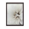 Delicate White Dahlia Delicate White Dahlia, 30X40 Cm, Dark Brown Wooden Frame, 230 Gsm Matte Paper