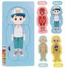 Children's Early Education Characters Body Organ Structure Cognitive Puzzle Brain Multi-Layer Development Wooden Toys