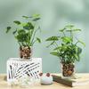 Artificial Potted Plants, Set of 4 Faux Tabletop Greenery with Clear Glass Pots and Cobblestones, Included Artificial Taro