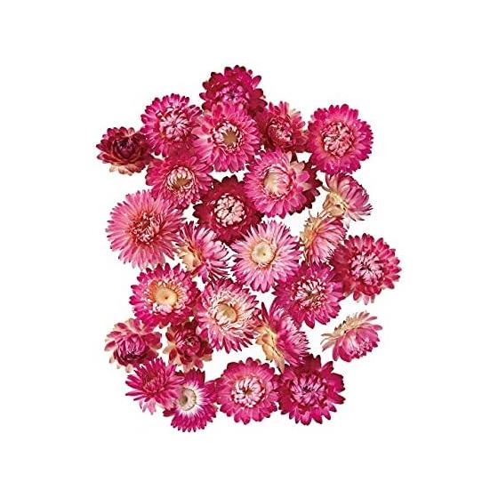 Tokyodo Mugiwara Chrysanthemum Head Pink Dried Flower 1 Bag FD003031-002 Natural