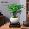 Asparagus Fern Indoor Bonsai – Easy-Care Evergreen for Home or Office Decor