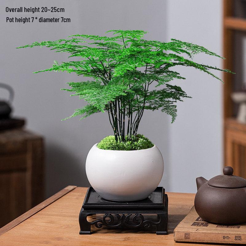Asparagus Fern Indoor Bonsai – Easy-Care Evergreen for Home or Office Decor
