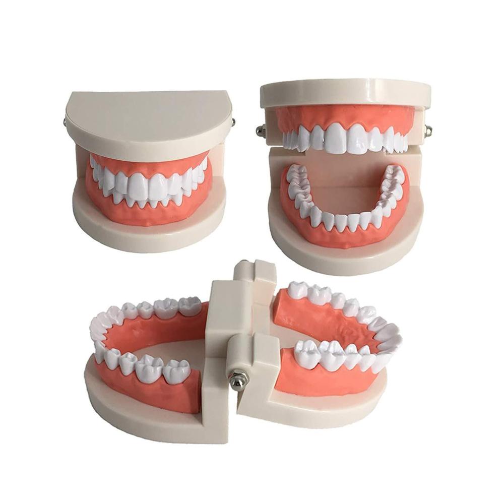 Oral Education Study Dental Teaching Standard Teeth Model Flesh Pink Gums Denture Model Teeth Model