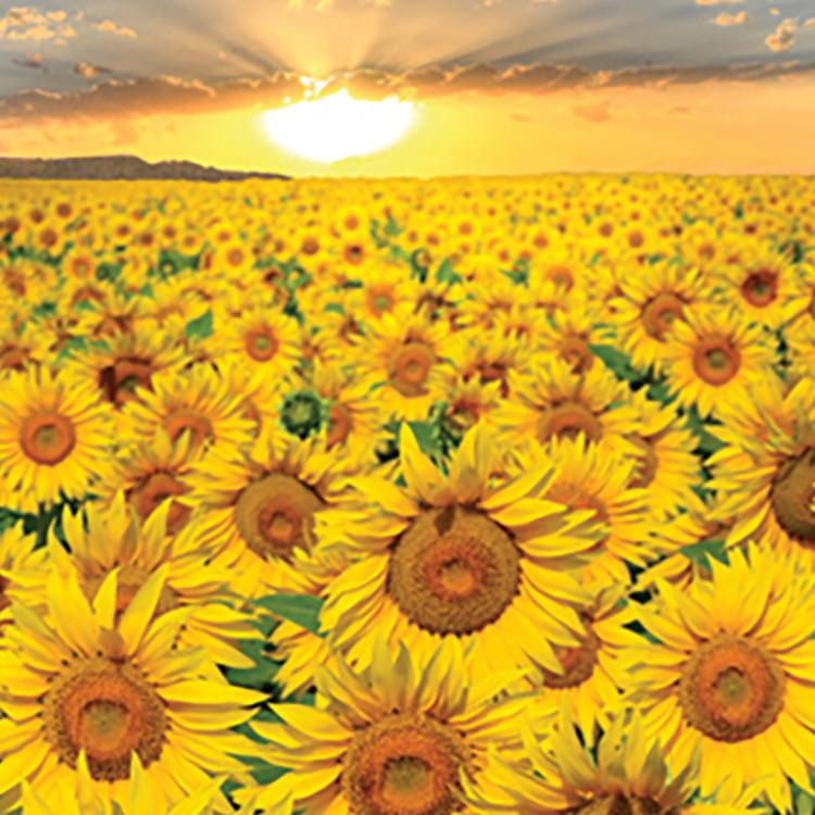 2000-piece Jigsaw Puzzle - Sunset In a Vast Sunflower Field (mini), Popular Korean Puzzle