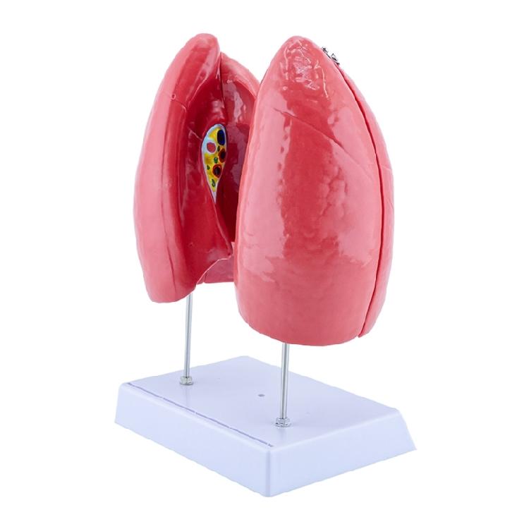 Educational Removable Normal Lung Anatomy Model Human Anatomical Lung Model with Detachable Parts for Clinical Setting 1