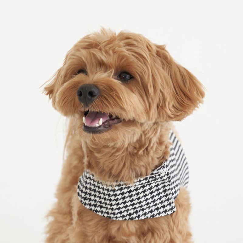 CROOKTHECHIHUAHUA Hundemuster Geschirr - SCHWARZ