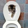 Lovely Cat Toilet Stickers For Wc Washroom Decoration Diy Vivid 3d Look Pet Animal Home Decals Pvc Wall Mural Art Print Posters