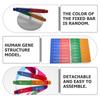 Accurate Double Helix Model for Human Genes Education DIY Science Tool for Classroom Projects and Creative Learning
