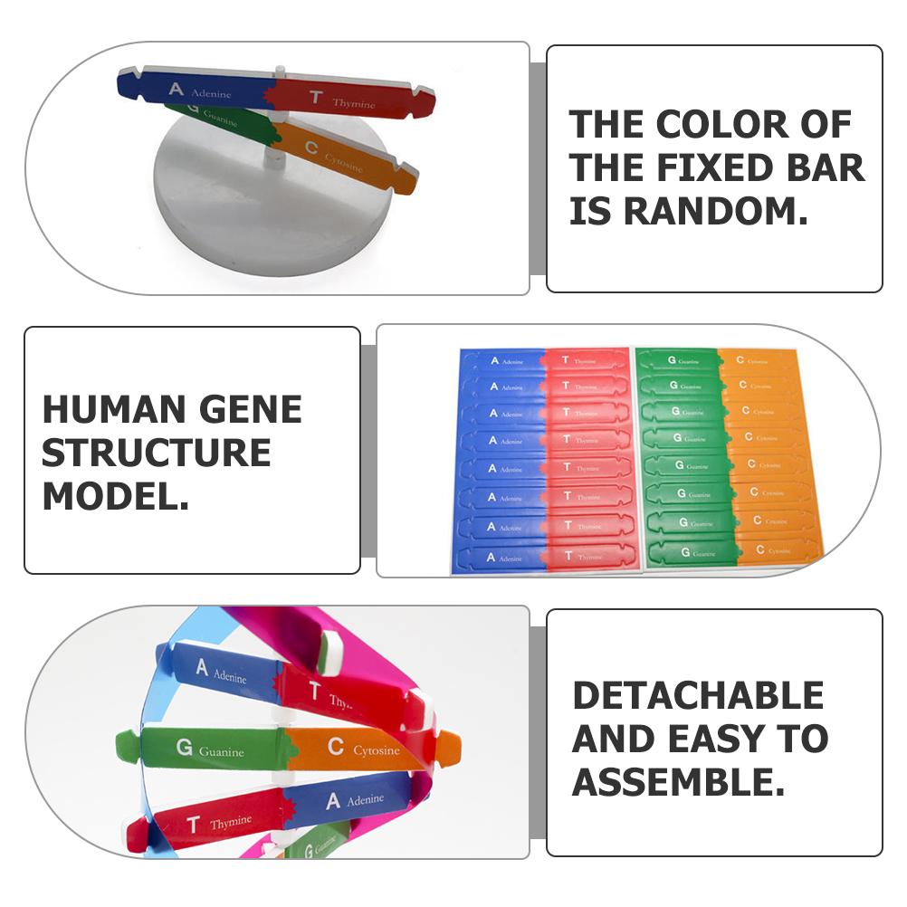 Accurate Double Helix Model for Human Genes Education DIY Science Tool for Classroom Projects and Creative Learning