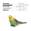Top-Selling Static Parrot Models: Budgerigar, Macaw & Cockatoo Figurines