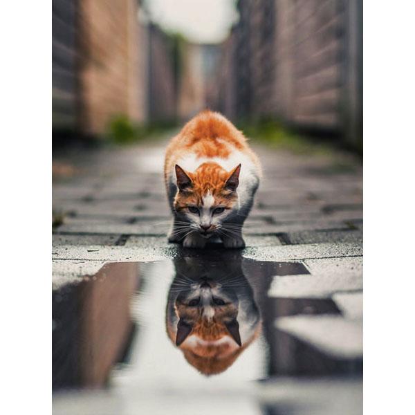 5D DIY Diamant Malerei Katze Strass Bild Diamant Stickerei Reflexion Tier Kreuzstich Mosaik Tiger Wandkunst
