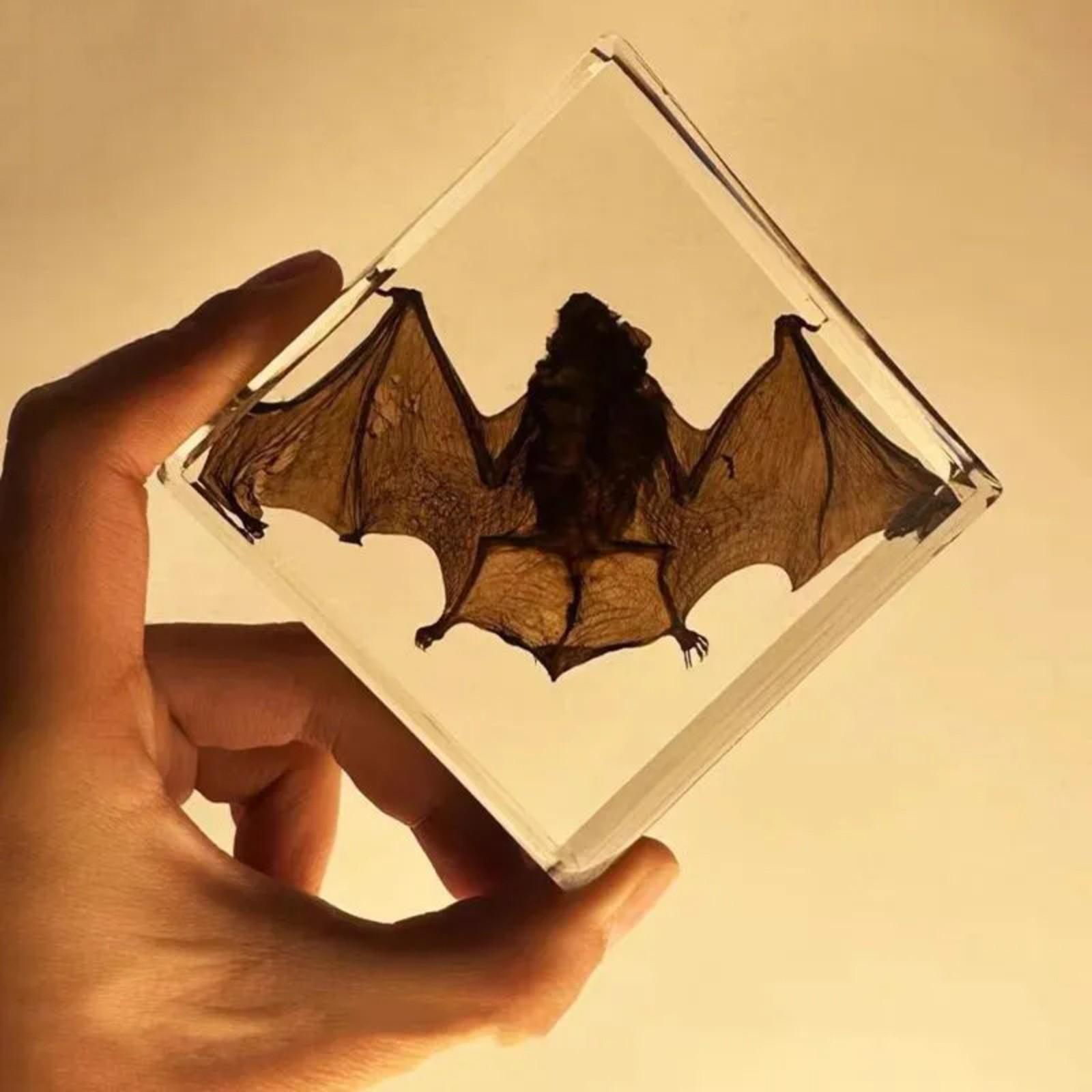 

Блок для образцов насекомых из смолы – настоящий в прозрачной эпоксидной смоле для науки, образования и домашнего декора One Size