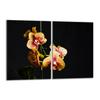 Glass Hob Protector 2x40x52 Orchid