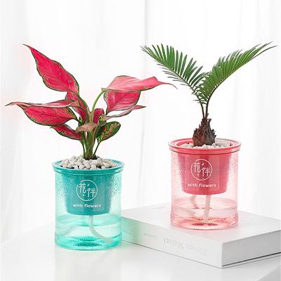 Kleiner Blumentopf Automatische Bewässerung Transparentes Zuchtzubehör Automatischer Bewässerungsblumentopf Kunststoff Gartenwerkzeuge