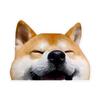 2 Pack 5"x4" Adorable Shiba Inu Vinyl Stickers - Funny Cartoon Design, Waterproof and