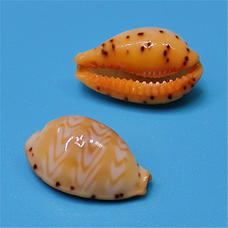 Vzácný přírodní exemplář mušle kauri pro akvárium nebo středomořskou domácí dekoraci