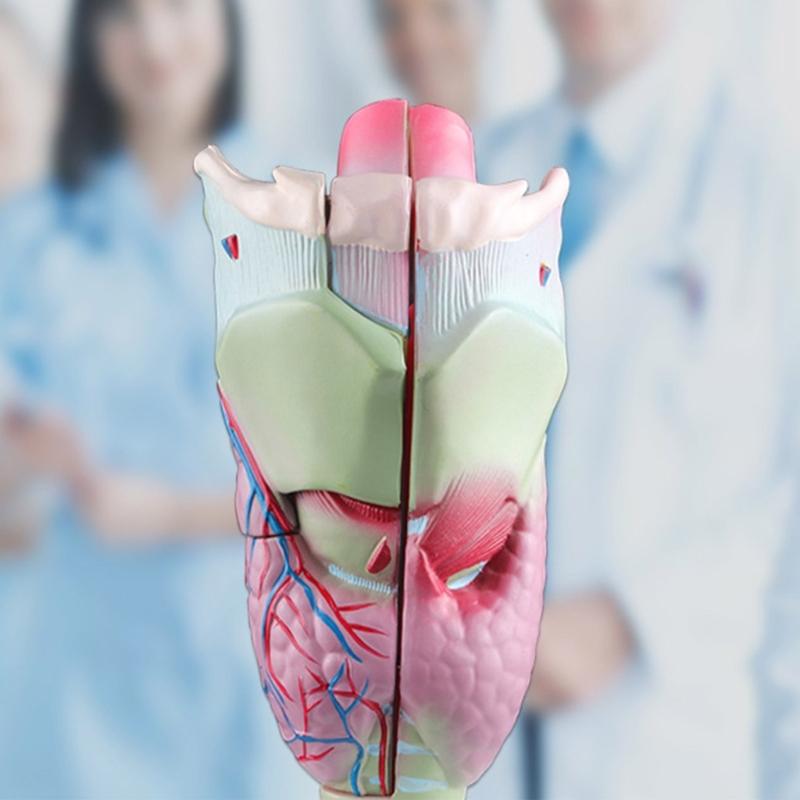 Modello di Laringe Umana Modello Anatomico di Laringe Ingrandito Ausilio Didattico Medico per Studenti