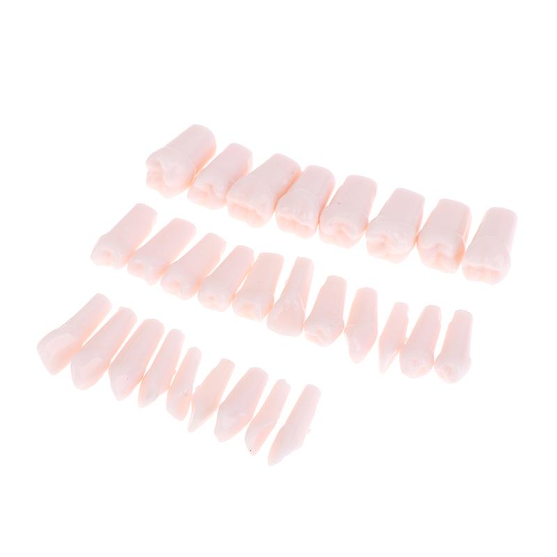 28Pcs Dental Typodont Teeth Replacement Detachable Screw-In Standard Teeth For Dentistry Preparation Training Teach