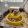 Wide Mouth Pet Feeding Bowl Fruit Shape Tortoise Feeding Dish Bird Feeding Dish  Small Pet