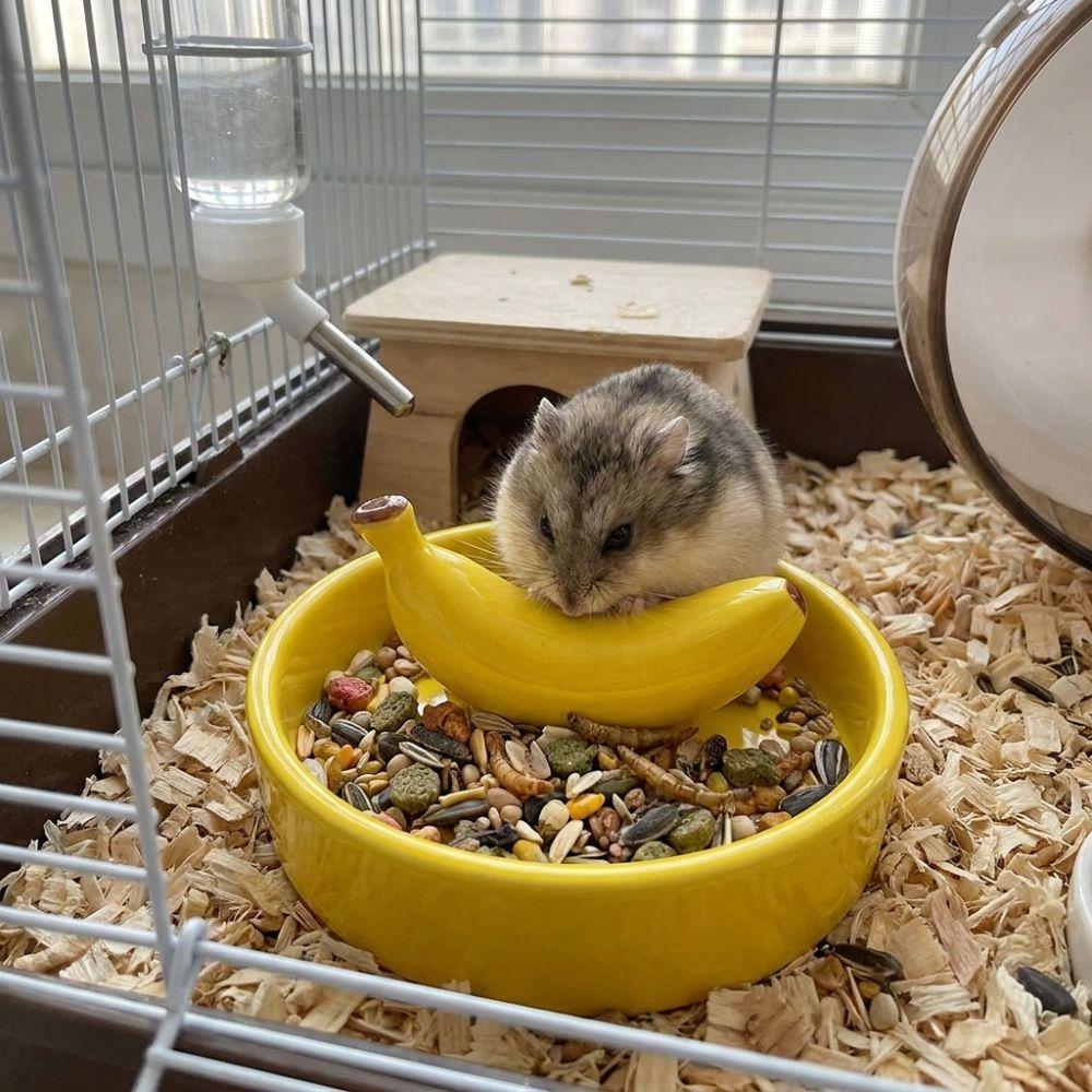 Wide Mouth Pet Feeding Bowl Fruit Shape Tortoise Feeding Dish Bird Feeding Dish  Small Pet