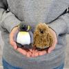 Niki King Penguin Baby Keychain, 10cm, Brown, W10 x D10 x H6cm