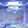 Yousheng Shark Skeleton Aquarium Hideout Floating Betta Hide 3D Printed Shrimp Hideout Cave for Shrimp Tank Betta Fish Nano Tank Decoration