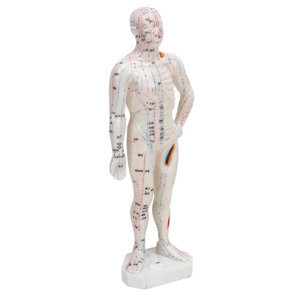 Human Body Acupuncture Model Professional Portable Meridian Points Model for Science Class Education 10.2in