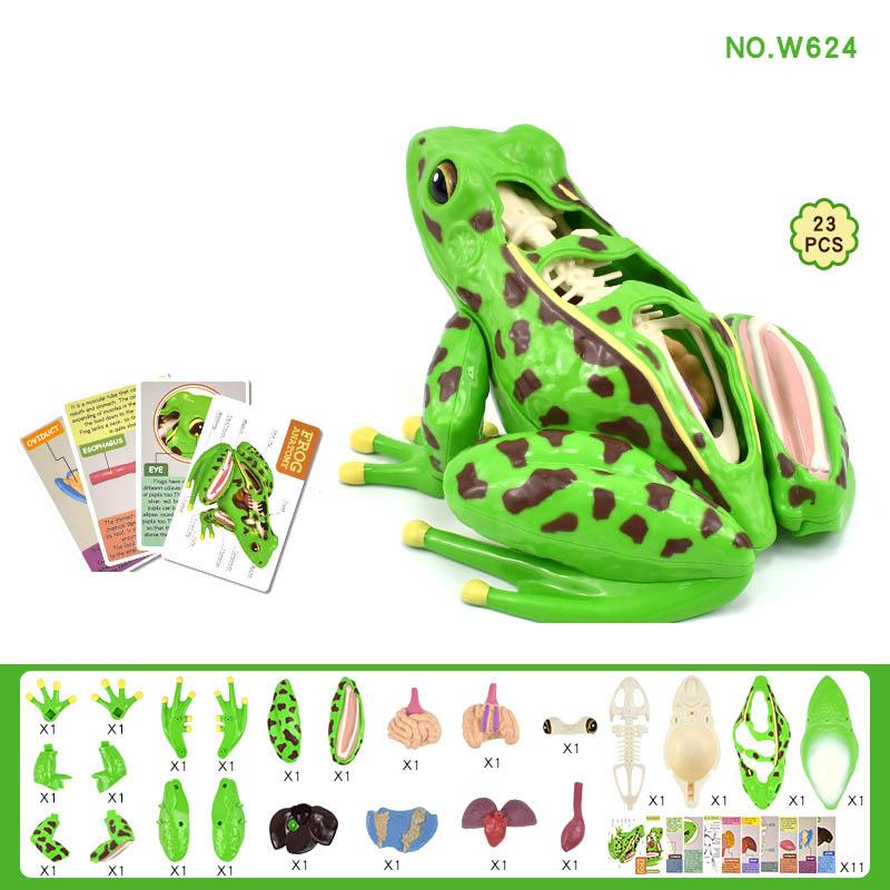 

STEM Anatomy 4D Frog Anatomy Model Detachable Frog Organs Biology Education Teaching Puzzle Novelty Toys For Children