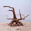 Natural Tree Trunk Driftwood Aquarium Fish Tank Reptile Cylinder Making Roots Plant Wood Decoration Ornament
