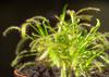 SAFLAX African Sundew - 200 Seeds - With Potting Substrate for Better Cultivation - Drosera Capensis