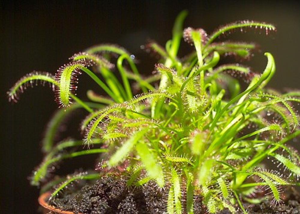 SAFLAX African Sundew - 200 Seeds - With Potting Substrate for Better Cultivation - Drosera Capensis
