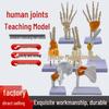 Human Joint Skeleton Model with Ligaments for Orthopedic Teaching: Elbow, Wrist, Ankle, Shoulder, Knee, Hip