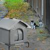 Outdoor Cat House Elevated Warm Protection Shelter Pet Supplies for Winter Barn Community