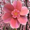 1x Pink Cherry Blossom Windmill Stake Standing Lawn Cherry Flower Pinwheel Rotating Peach Blossom Wind Spinner Garden Decoration