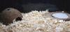 Apple dust-free sawdust for rodents 15 l