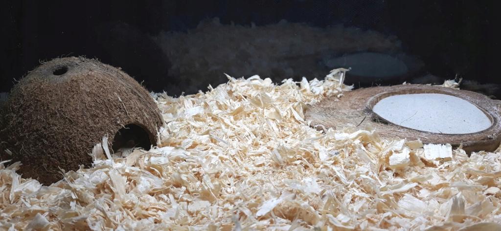 Apple dust-free sawdust for rodents 15 l