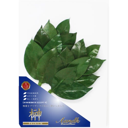 A&K Premium Preserved Sakaki Trees, Small, Pair, Approx. 28cm Tall X 14cm Wide, Made with Premium Tanba Camellia Leaves, Perfect for Shinto Shrine Off