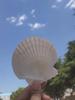 Natural Large Seashell Set for DIY Painting & Crafts - Small Scallop & Conch Shells