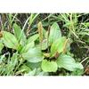 HERBATA ZIOŁOWA Z BABKI SZEROKOLIŚCISTEJ 100g Plantago major Psyllium Waybread