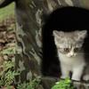 Outdoor Waterproof Cats Dog Houses Winter Tent Indoor Outdoor Cold-Proof Nest For Small Medium Pet