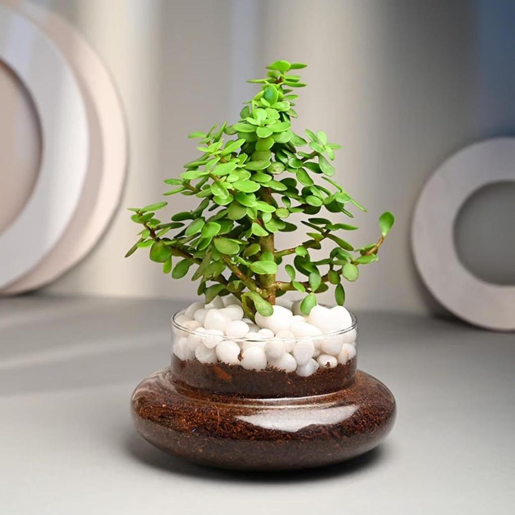 Luftreinigende Glücksbringer-Jade-Lebendpflanze im Terrarium im Potpourri-Topf für Büro-/Heimdekoration und als Geburtstagsgeschenk, Diwali-Geschenk, Holi-Geschenk
