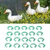 100pcs Chicken Identification Leg Bands     Clip On   Bands for Geese Pigeons Green
